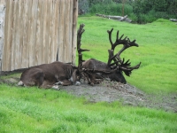 Napping caribou